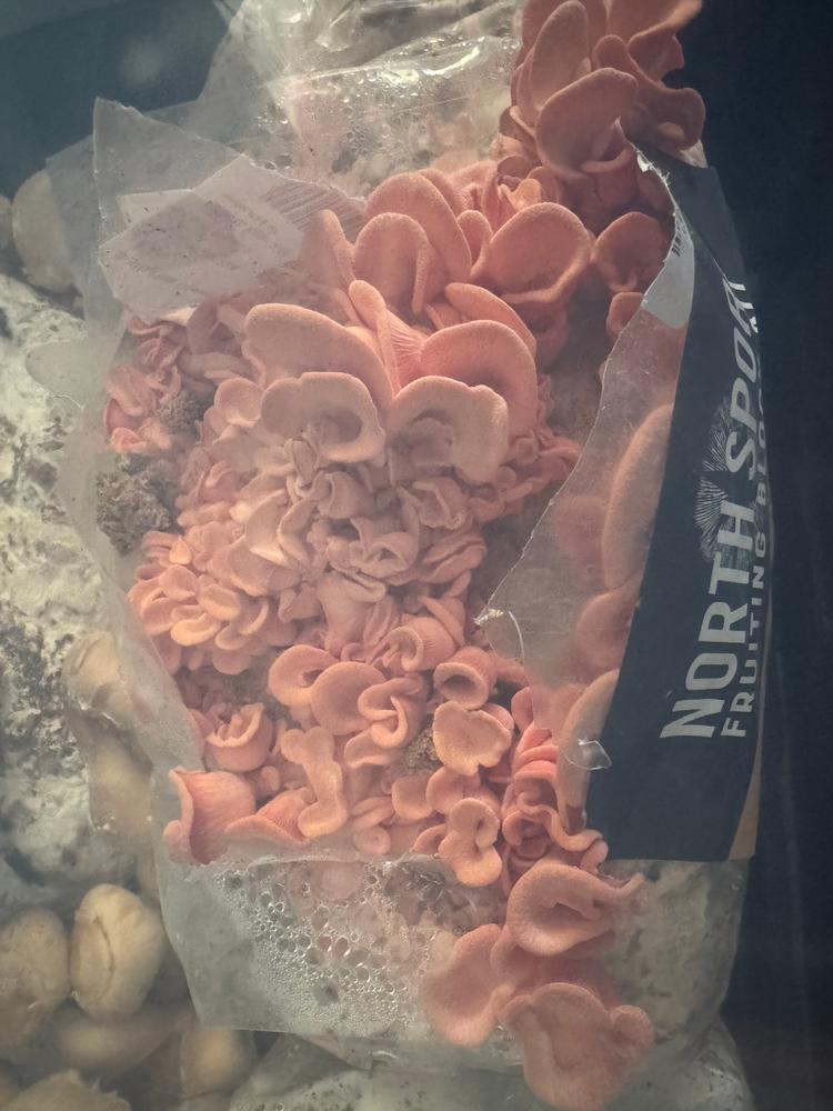Organic Shiitake Mushroom Grow Kit Fruiting Block - Customer Photo From Kristina Westby