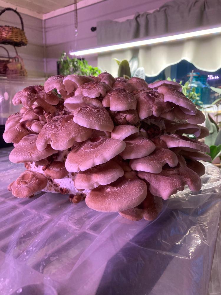 Organic Shiitake Mushroom Grow Kit Fruiting Block - Customer Photo From Elizabeth Auger