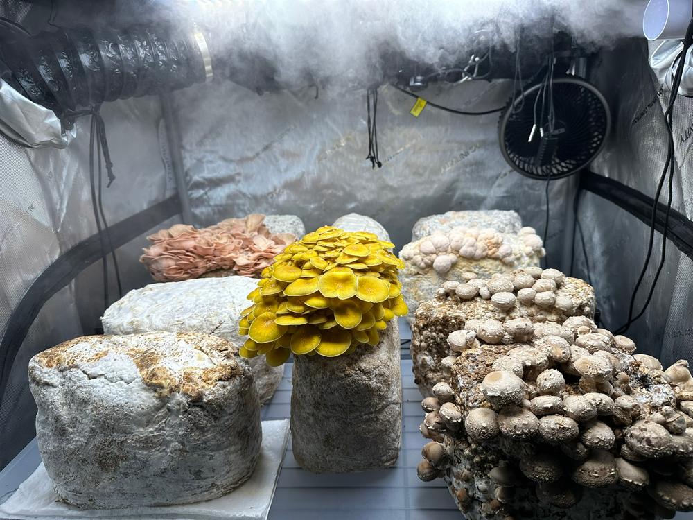 Organic Shiitake Mushroom Grow Kit Fruiting Block - Customer Photo From John Richards