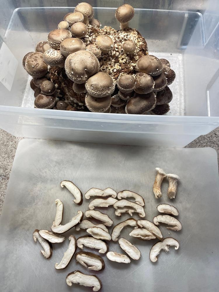 Organic Shiitake Mushroom Grow Kit Fruiting Block