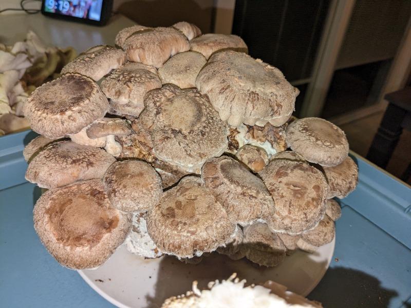 Organic Shiitake Mushroom Grow Kit Fruiting Block - Customer Photo From Cody OPP