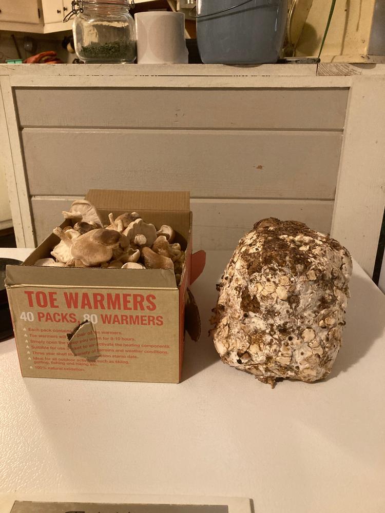 Organic Shiitake Mushroom Grow Kit Fruiting Block - Customer Photo From Elizabeth Auger