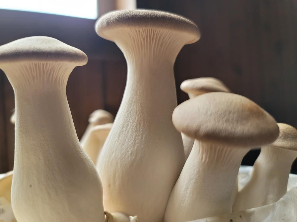 Organic King Trumpet Mushroom Grow Kit Fruiting Block - Customer Photo From Heather Potash