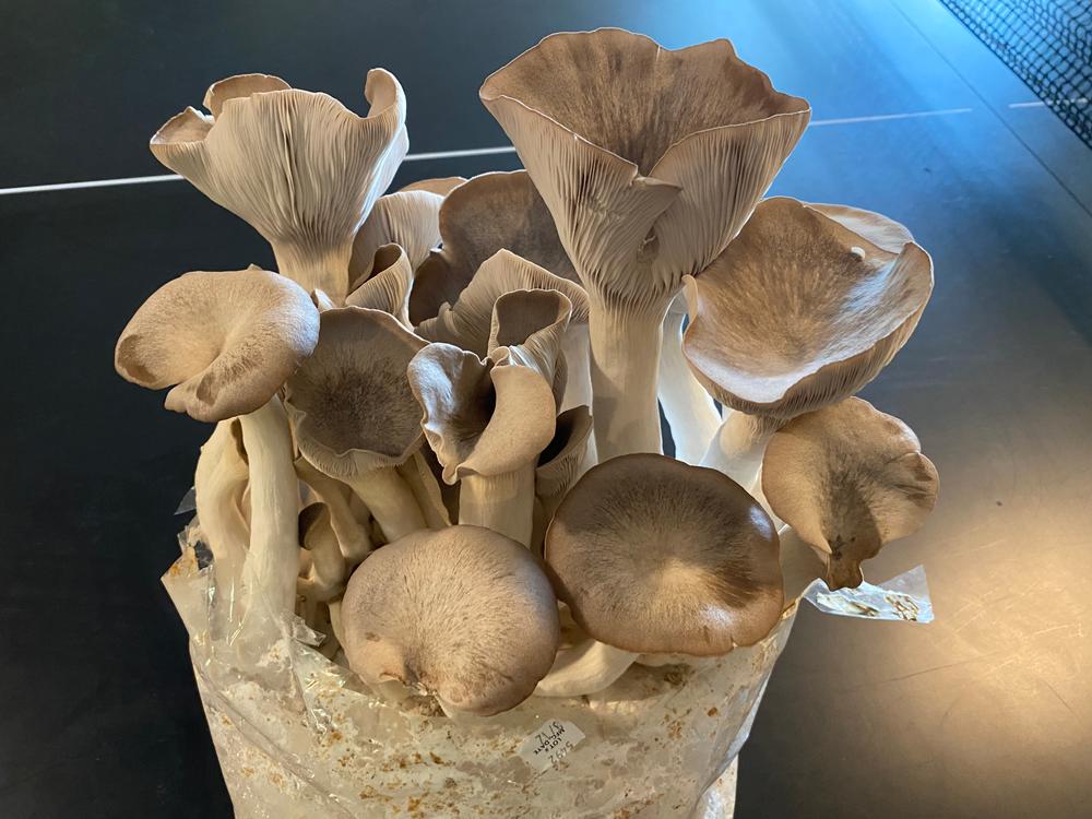 Organic King Trumpet Mushroom Grow Kit Fruiting Block - Customer Photo From Doug Horn