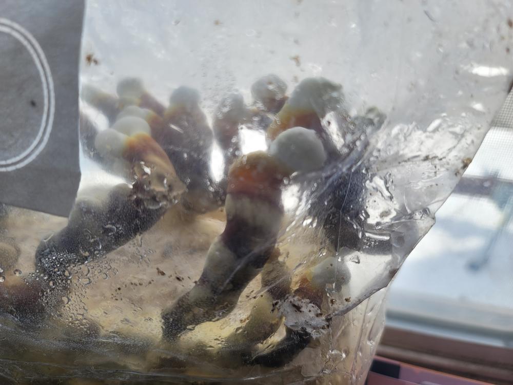 Organic Reishi Mushroom Grow Kit Fruiting Block - Customer Photo From Heather Potash