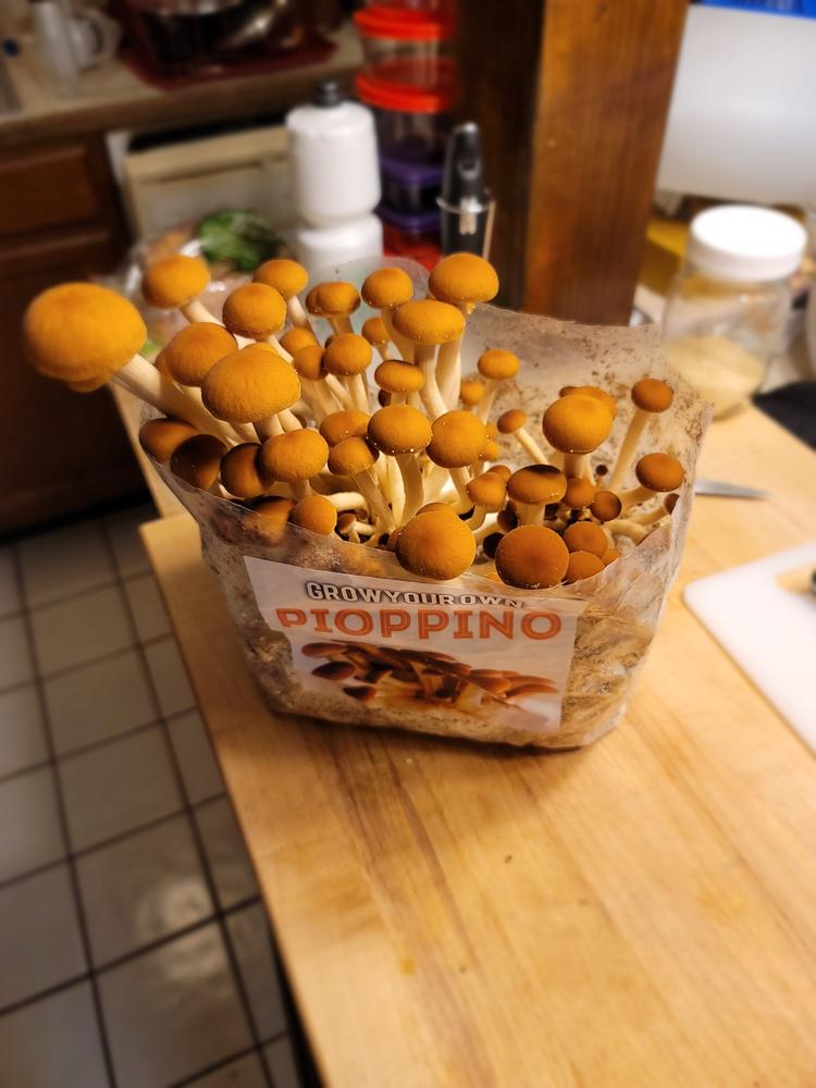 Organic Pioppino Mushroom Grow Kit Fruiting Block - Customer Photo From diligentJim