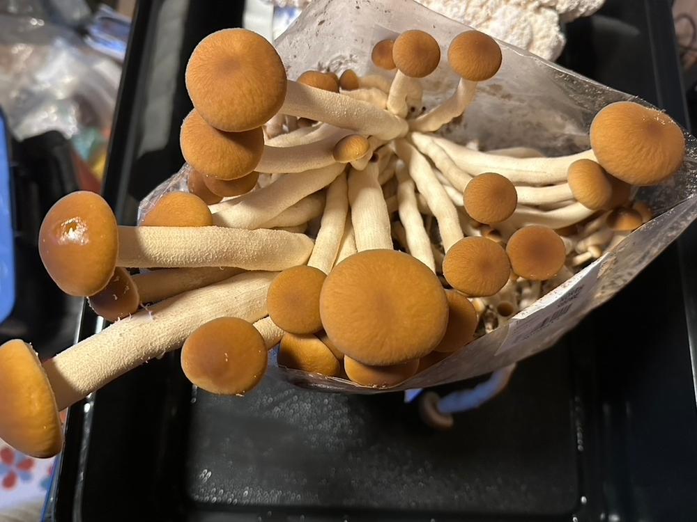 Organic Pioppino Mushroom Grow Kit Fruiting Block - Customer Photo From Maline