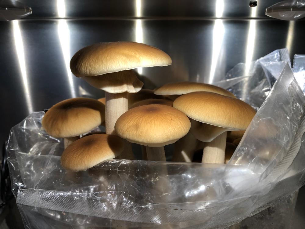 Organic Pioppino Mushroom Grow Kit Fruiting Block - Customer Photo From Shawn Miller