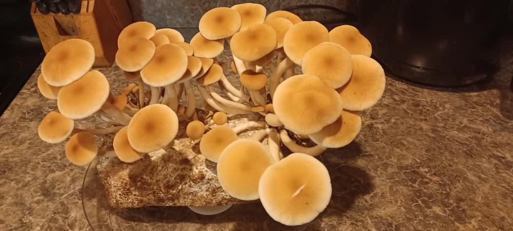 Organic Pioppino Mushroom Grow Kit Fruiting Block - Customer Photo From Lisa A