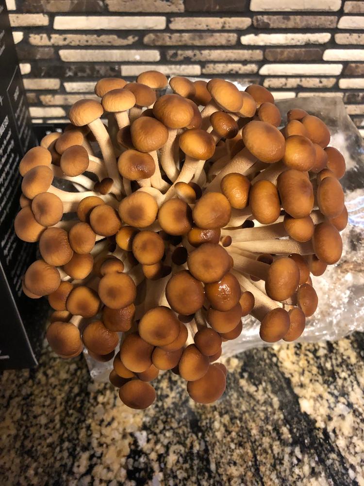 Organic Pioppino Mushroom Grow Kit Fruiting Block - Customer Photo From Brandise 
