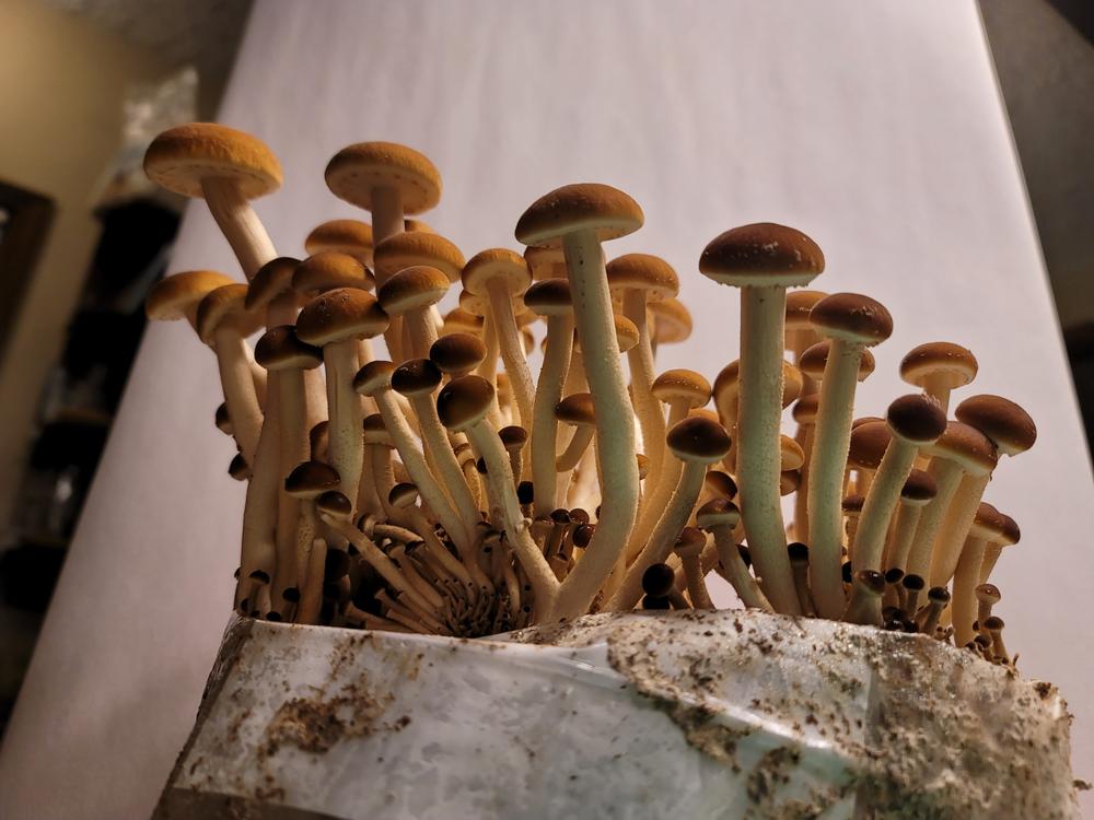 Organic Pioppino Mushroom Grow Kit Fruiting Block - Customer Photo From diligentJim