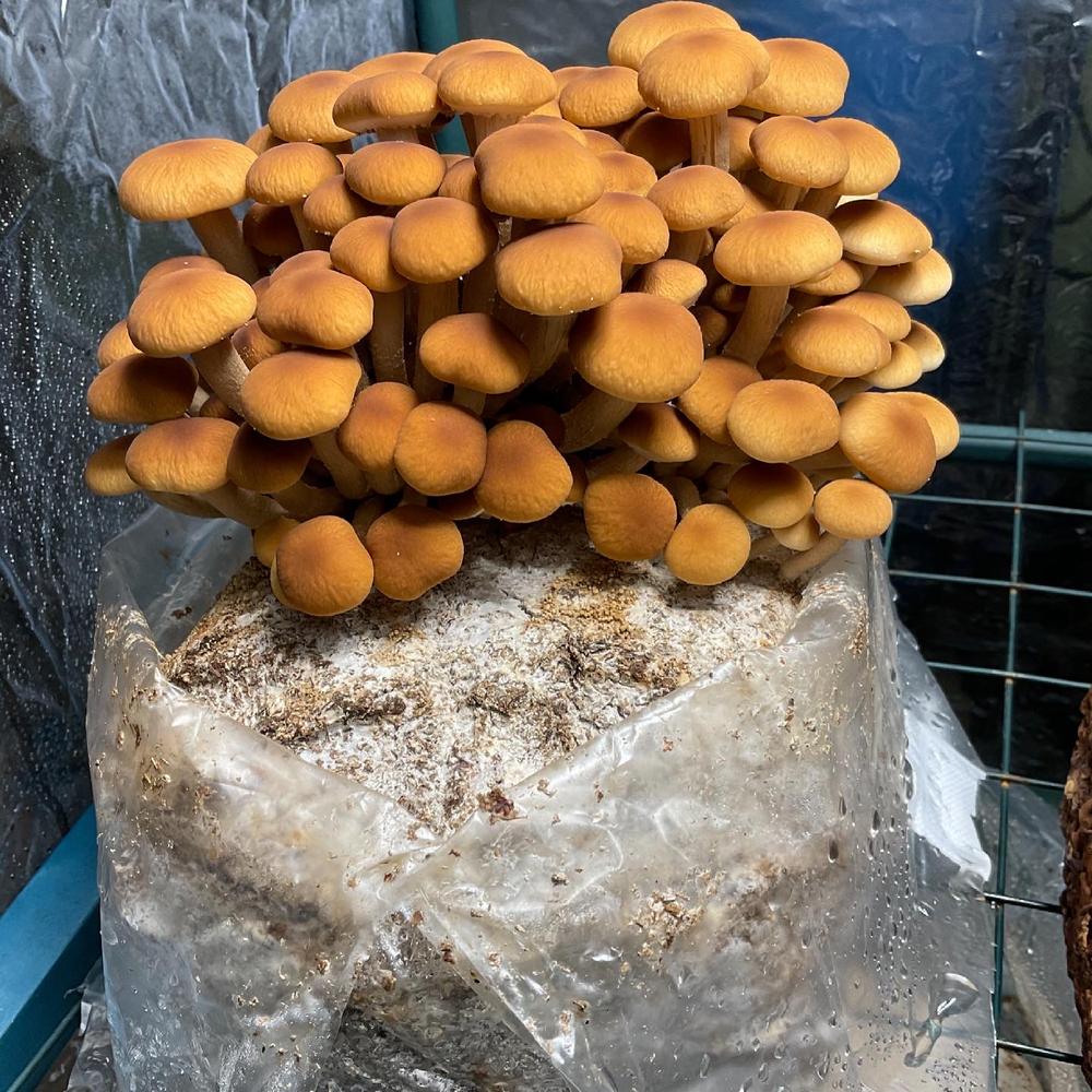 Organic Pioppino Mushroom Grow Kit Fruiting Block - Customer Photo From Norene
