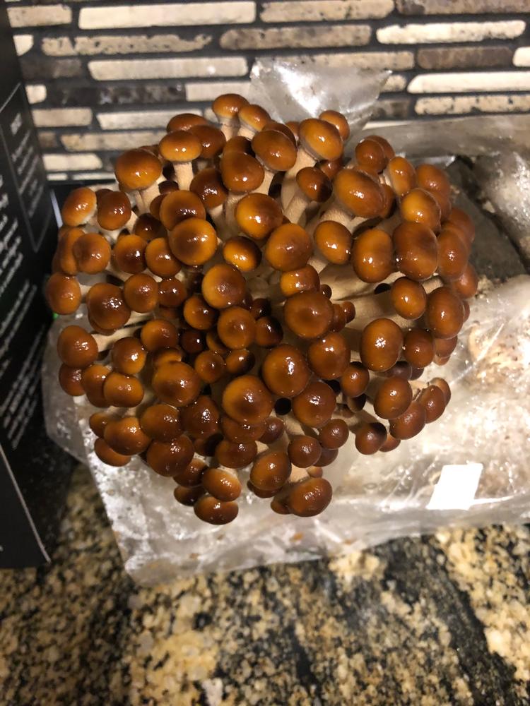 Organic Pioppino Mushroom Grow Kit Fruiting Block - Customer Photo From Brandise 