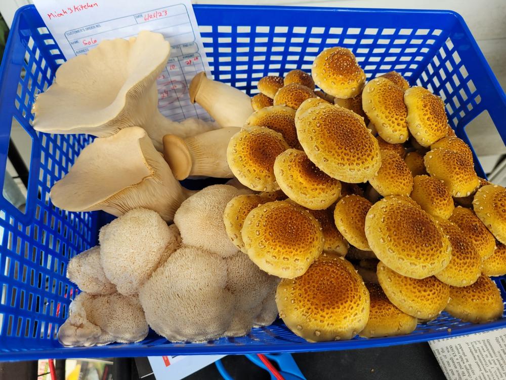 Organic Chestnut Mushroom Grow Kit Fruiting Block - Customer Photo From Micah Smith