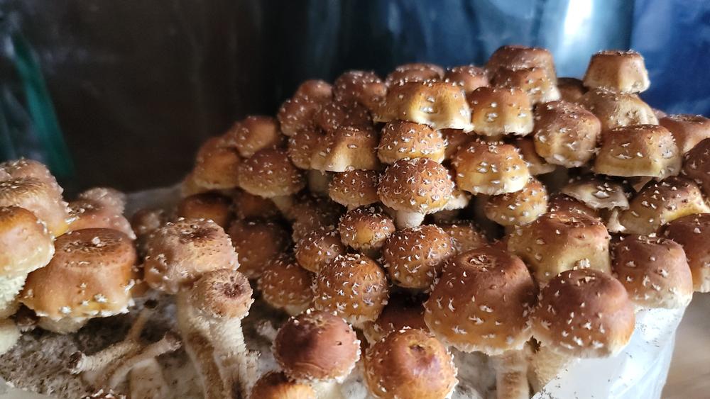 Organic Chestnut Mushroom Grow Kit Fruiting Block - Customer Photo From Heather Potash