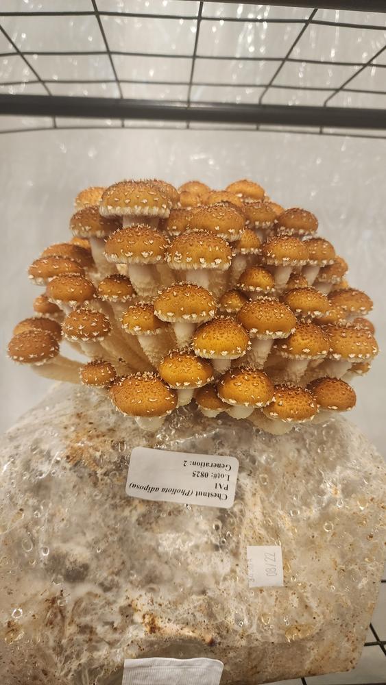 Organic Chestnut Mushroom Grow Kit Fruiting Block - Customer Photo From Leandro