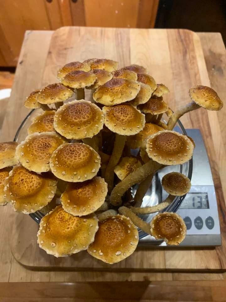 Organic Chestnut Mushroom Grow Kit Fruiting Block - Customer Photo From Collet C.