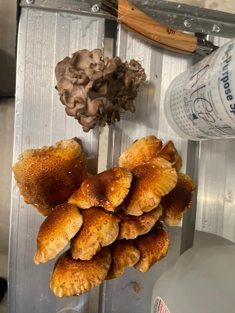 Organic Chestnut Mushroom Grow Kit Fruiting Block - Customer Photo From Suraya Haldeman