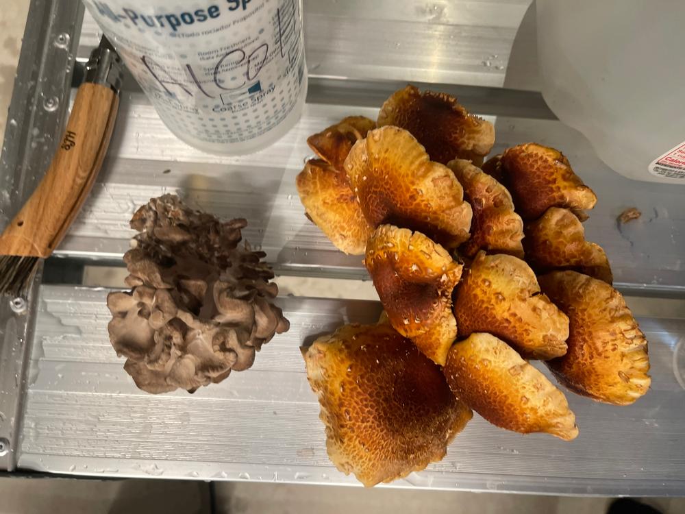 Organic Chestnut Mushroom Grow Kit Fruiting Block - Customer Photo From Suraya Haldeman