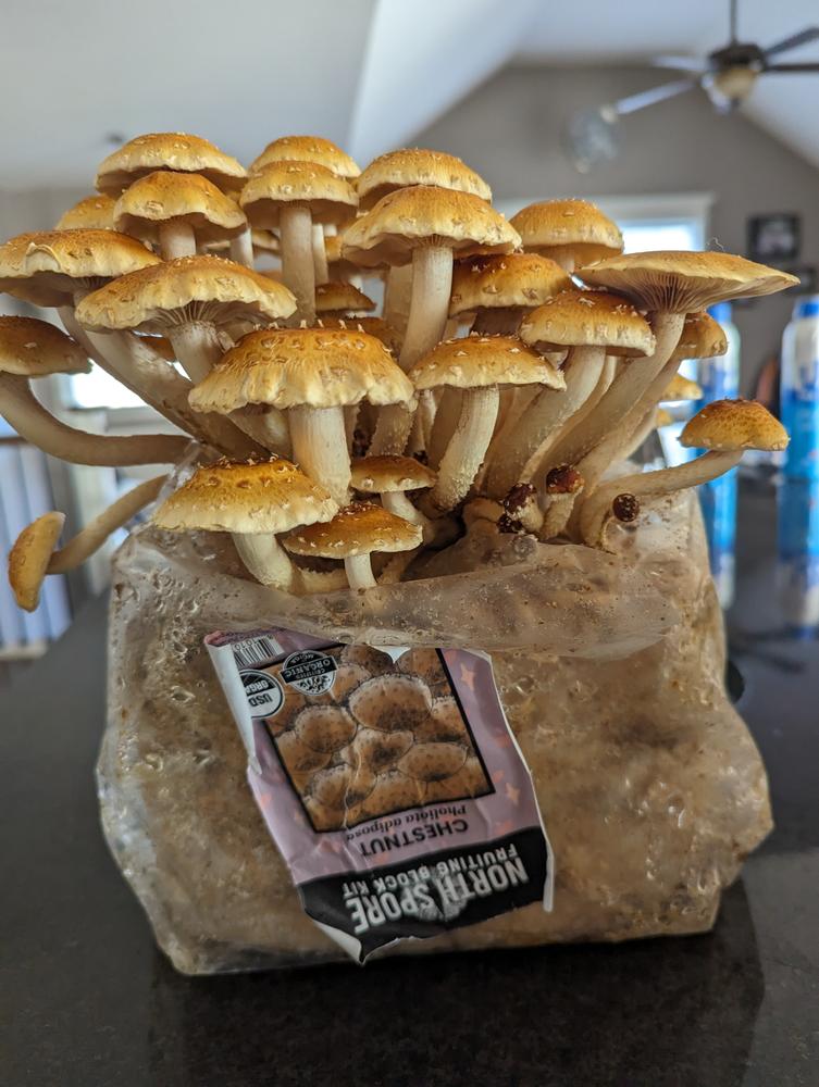 Organic Chestnut Mushroom Grow Kit Fruiting Block - Customer Photo From Brandy
