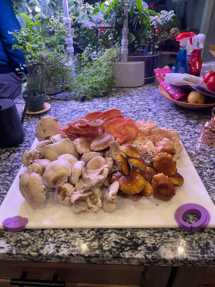 Organic Chestnut Mushroom Grow Kit Fruiting Block - Customer Photo From Suraya Haldeman