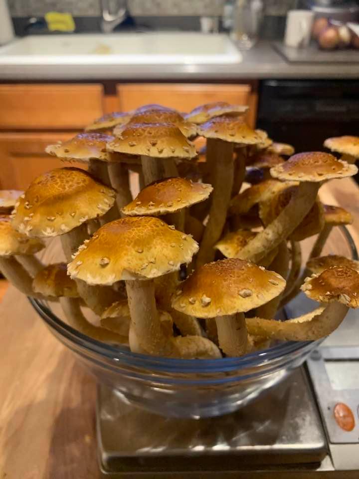 Organic Chestnut Mushroom Grow Kit Fruiting Block - Customer Photo From Collet C.