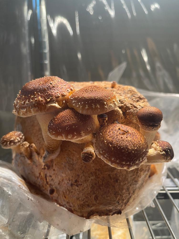 Organic Chestnut Mushroom Grow Kit Fruiting Block - Customer Photo From Suraya Haldeman