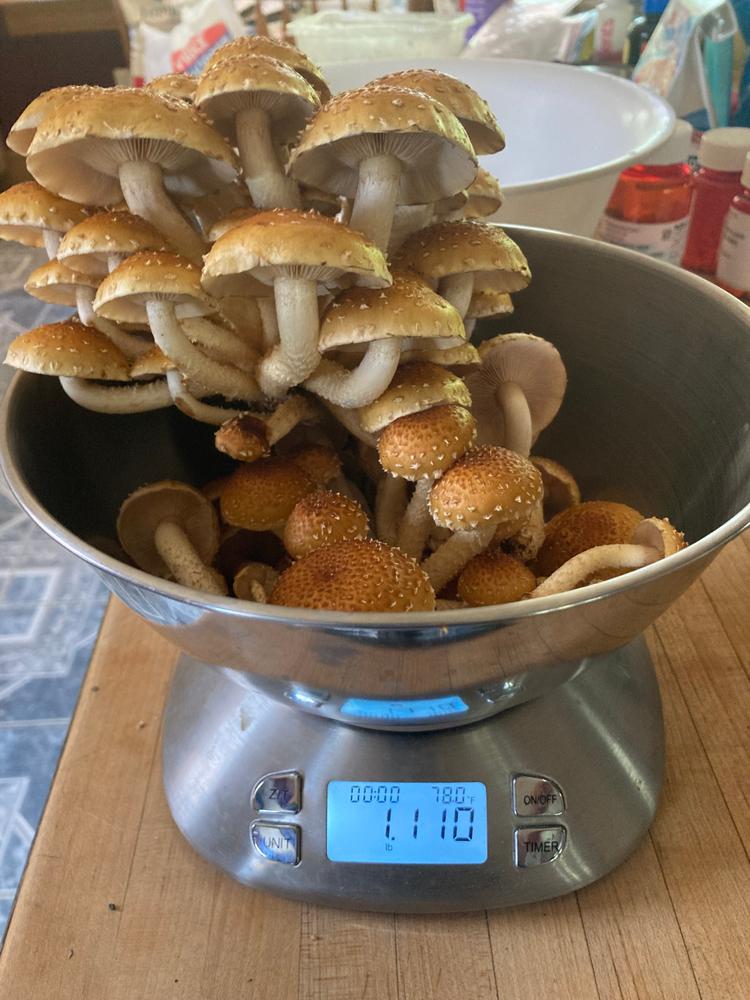 Organic Chestnut Mushroom Grow Kit Fruiting Block - Customer Photo From James Lingenfelser