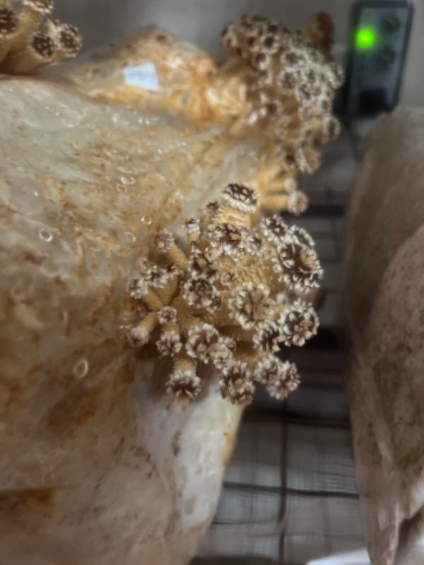 Organic Chestnut Mushroom Grow Kit Fruiting Block - Customer Photo From Larz Grenier