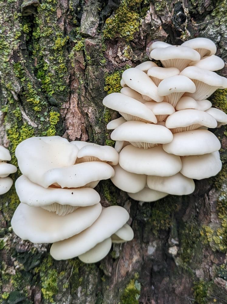 Organic Snow Oyster Mushroom Plug Spawn - Customer Photo From Nicole Inscoe