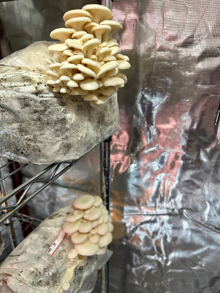 Organic Snow Oyster Mushroom Grain Spawn - Customer Photo From Keiko Kelley