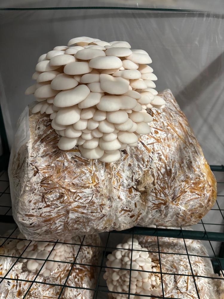 Organic Snow Oyster Mushroom Grain Spawn - Customer Photo From Danylo