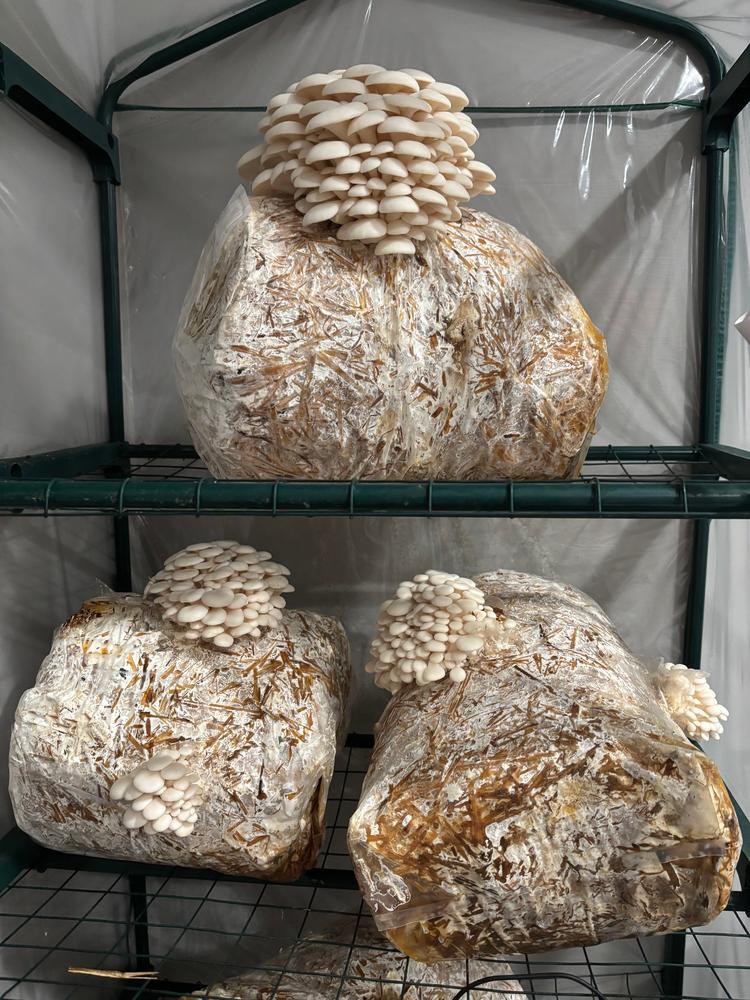 Organic Snow Oyster Mushroom Grain Spawn - Customer Photo From Danylo