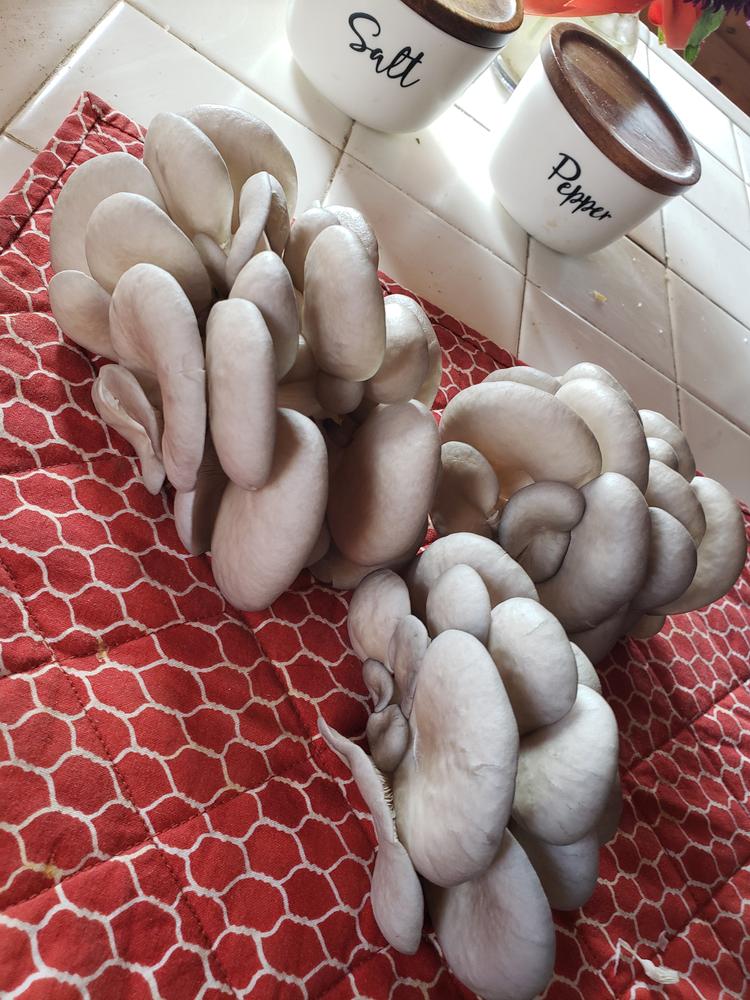 Organic Blue Oyster Mushroom Grain Spawn - Customer Photo From Melissa 