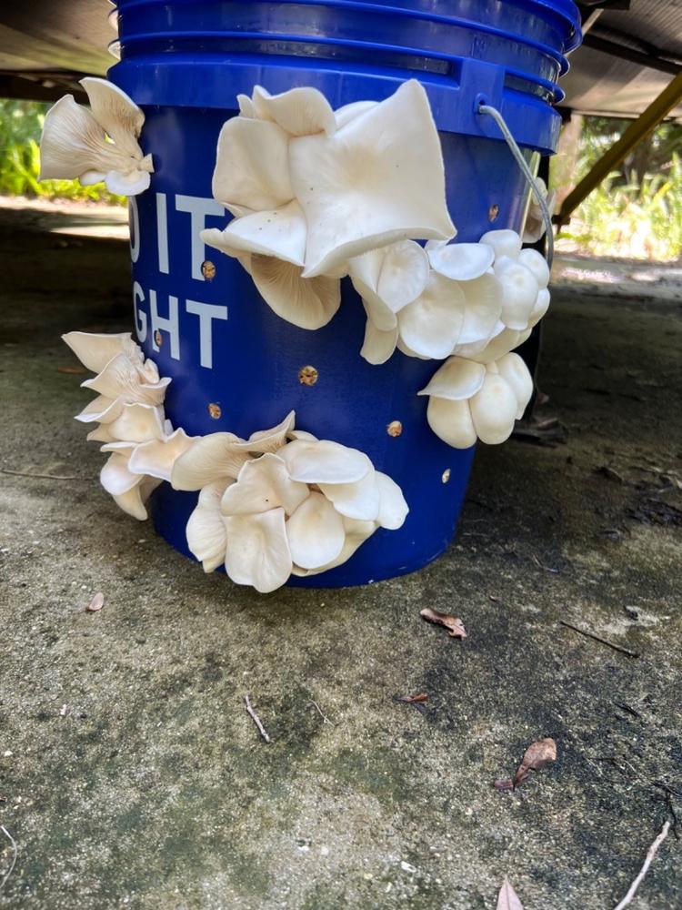 Organic Blue Oyster Mushroom Grain Spawn - Customer Photo From Dawn Martocchio Dawn Martocchio