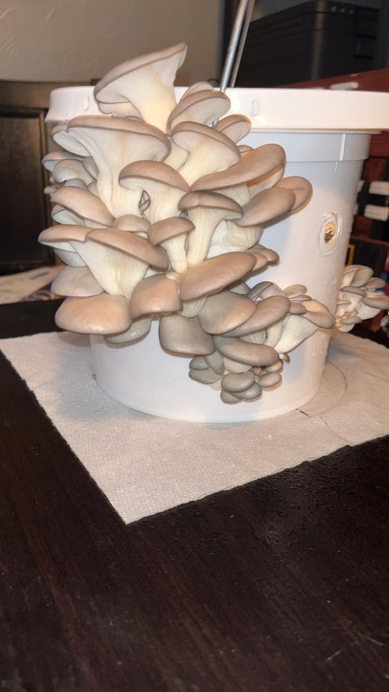 Organic Blue Oyster Mushroom Grain Spawn - Customer Photo From Levi Sprague