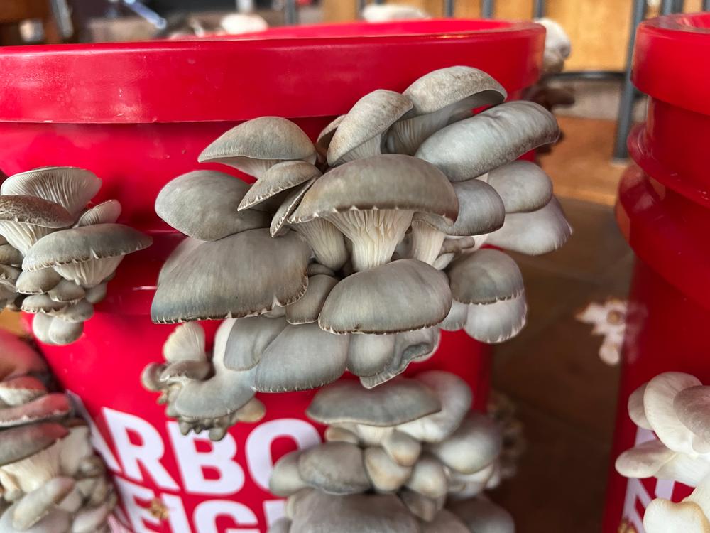 Organic Blue Oyster Mushroom Grain Spawn - Customer Photo From Karl Wenner
