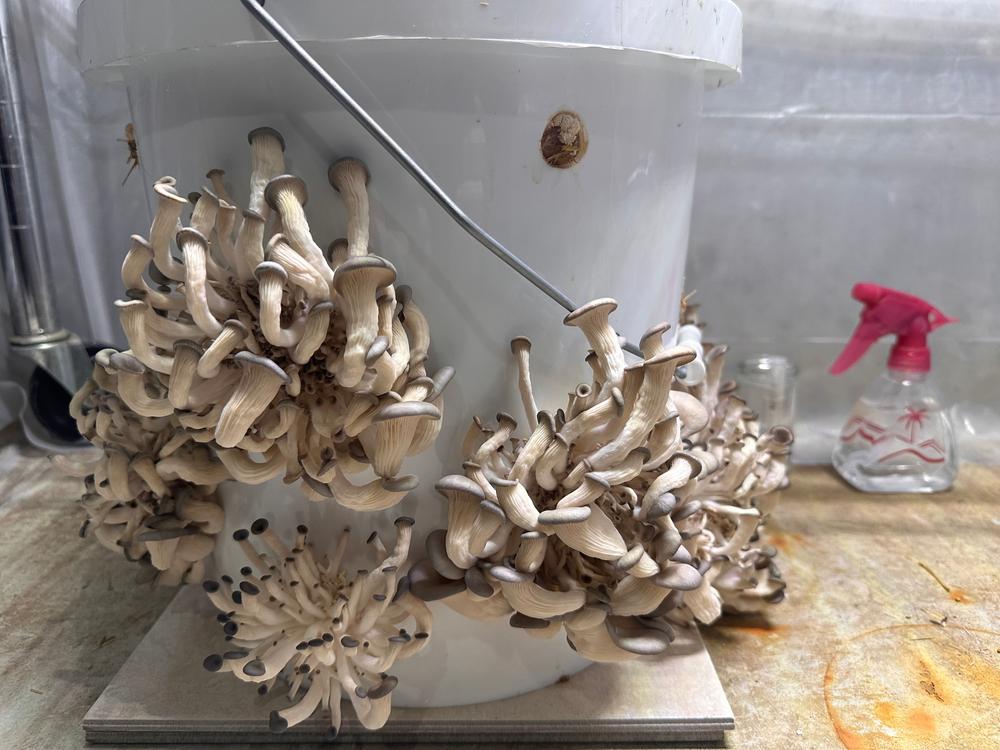 Organic Blue Oyster Mushroom Grain Spawn - Customer Photo From MJP