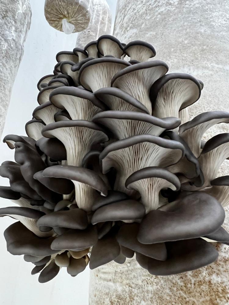Organic Blue Oyster Mushroom Grain Spawn - Customer Photo From Jeffrey Knisely