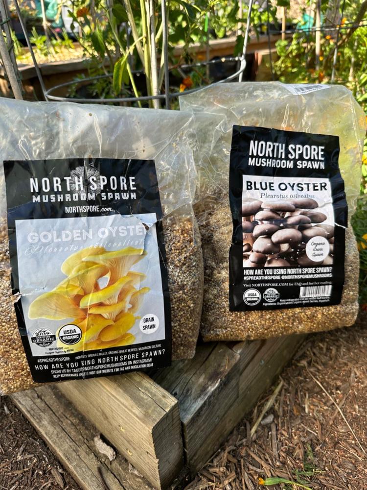 Organic Blue Oyster Mushroom Grain Spawn - Customer Photo From Michael Niccum