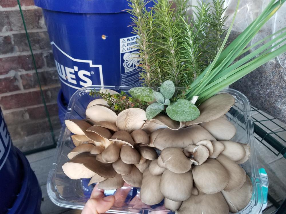 Organic Blue Oyster Mushroom Grain Spawn - Customer Photo From Kay Lawton 