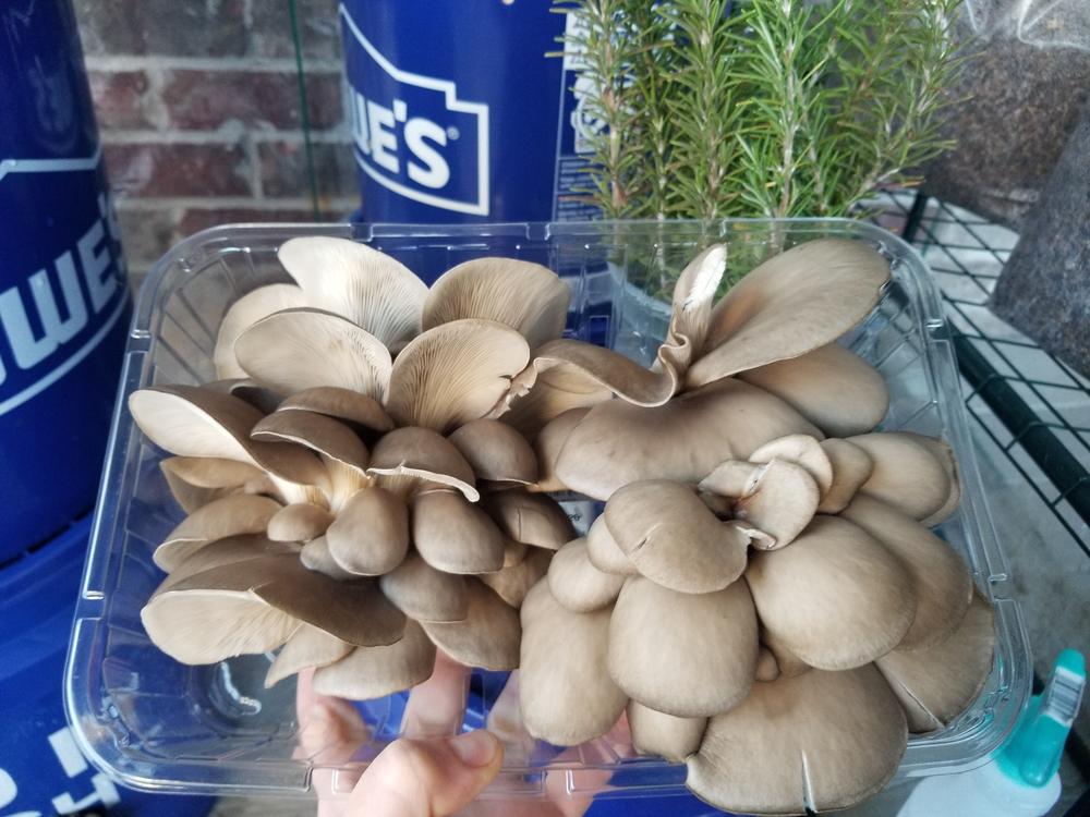 Organic Blue Oyster Mushroom Grain Spawn - Customer Photo From Kay Lawton 