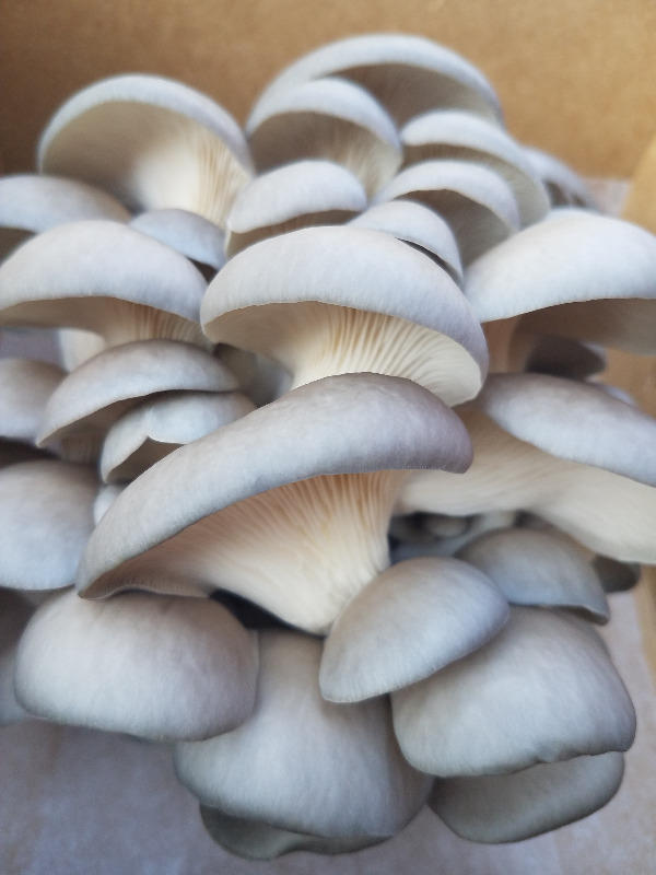 Organic Blue Oyster Mushroom Grain Spawn - Customer Photo From Karin Garten