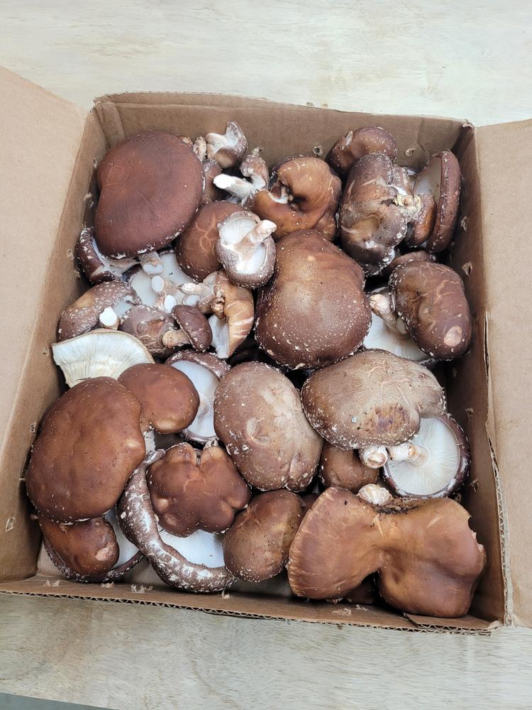 Organic Shiitake Mushroom Plug Spawn - Customer Photo From Kinsey Varas 