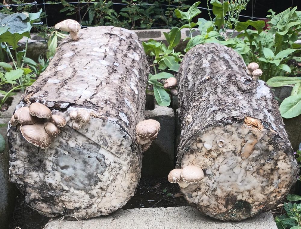 Organic Shiitake Mushroom Plug Spawn - Customer Photo From Brittany Rae