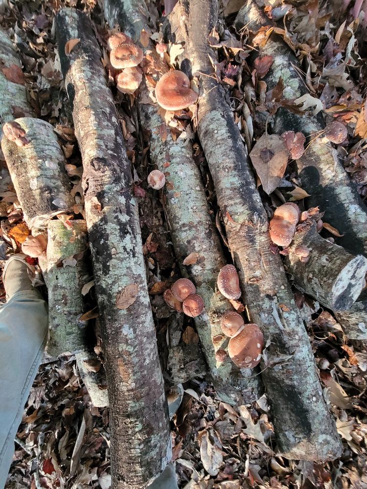 Organic Shiitake Mushroom Plug Spawn - Customer Photo From Kinsey Varas 