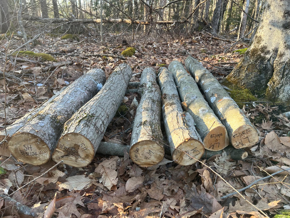 Organic Shiitake Mushroom Plug Spawn - Customer Photo From Kristen Lehmann