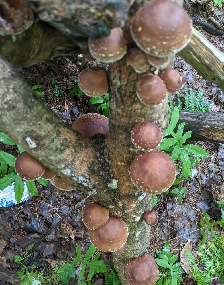 Organic Shiitake Mushroom Plug Spawn - Customer Photo From Leeroy