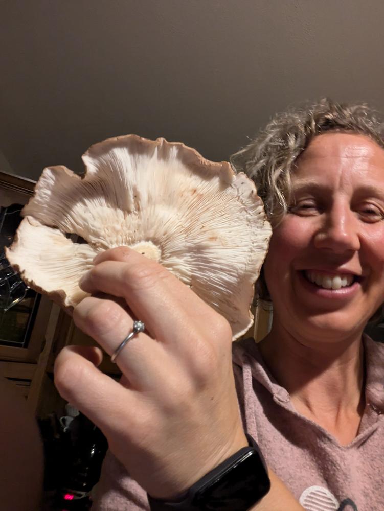 Organic Shiitake Mushroom Plug Spawn - Customer Photo From Bethany