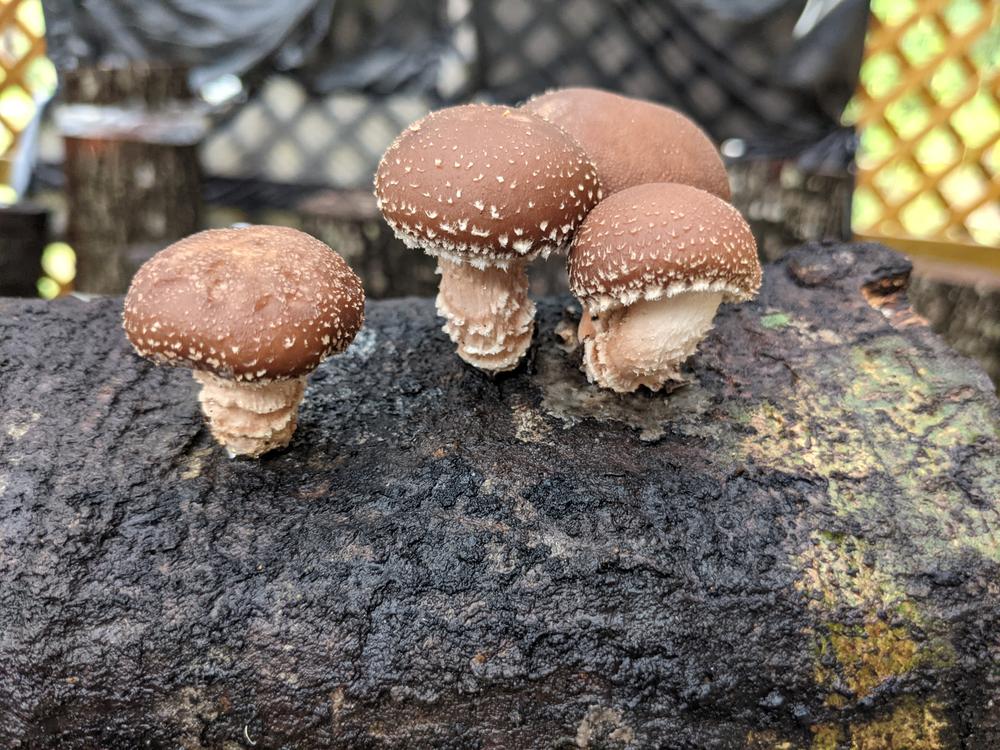 Organic Shiitake Mushroom Plug Spawn - Customer Photo From Alyssa